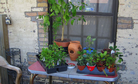 start of the Garden - May 16th 2010