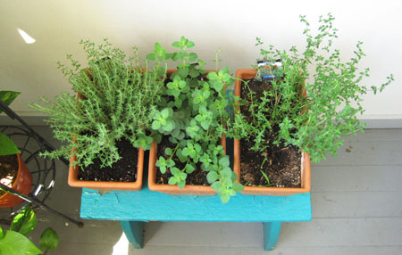 Orange Thyme, Oregano, French Thyme - June 20th 2010