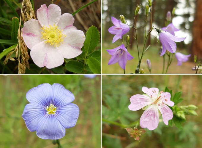Colorado Wild Flowers
