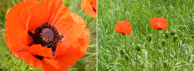 Wild Poppies in Boulder Colorado