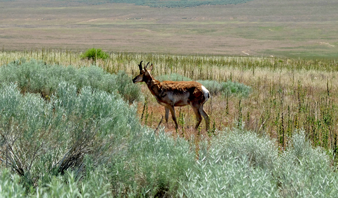 Antelope Island Antelope