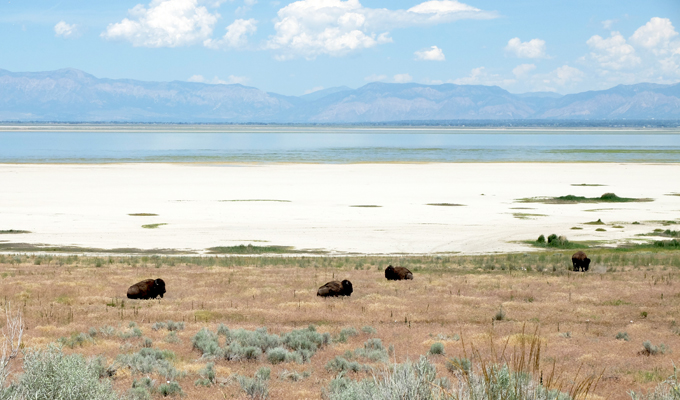 Antelope Island Buffalo