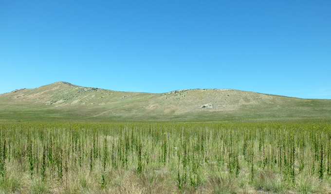 Antelope Island Green Desert