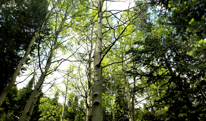 Aspen at Donut Falls Trail in Utah