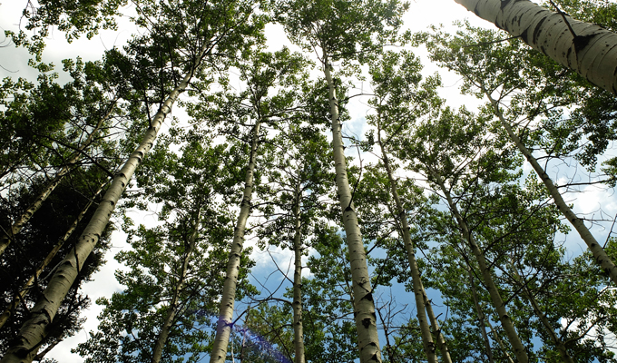 Aspen at Donut Falls Trail