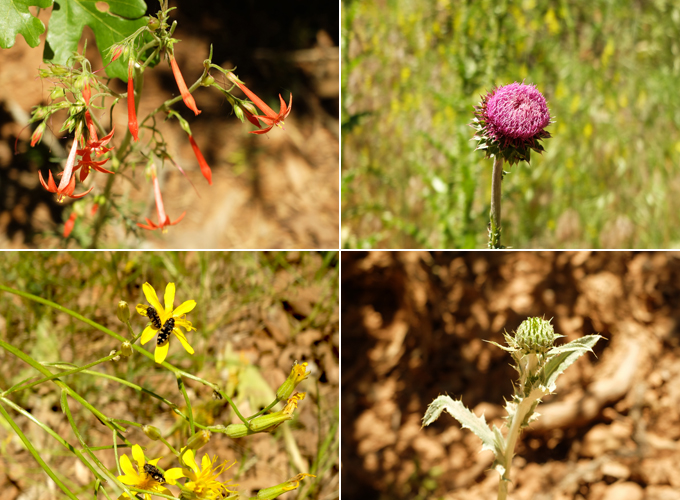 Dimond Fork Trail Nature