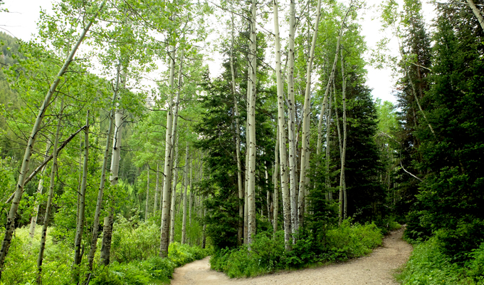 Donut Falls Aspen Tree Path