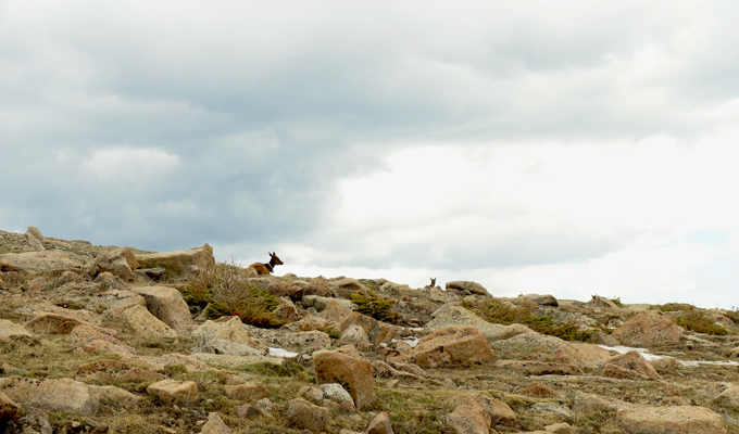 Rocky Mountain National Park Tundra Elk