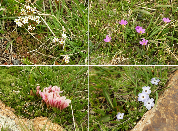 Rocky Mountain National Park Tundra Flowers