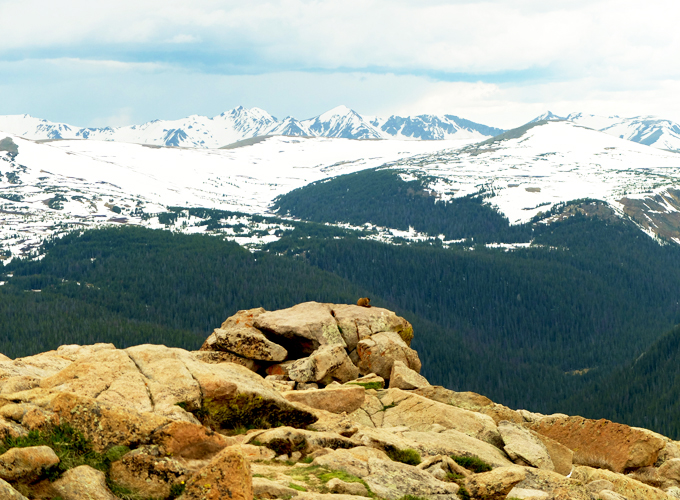 Rocky Mountain National Park Tundra Marmot Pic