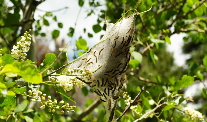 Tent Caterpiller - Caterpiller Web at Donut Falls