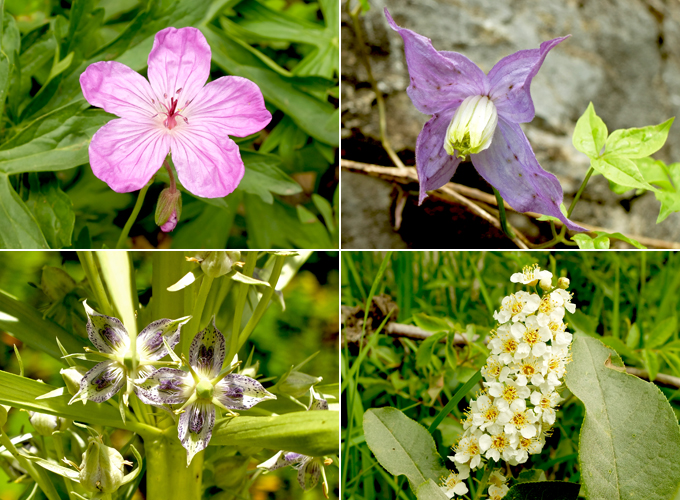 Utah Wild Flowers at Donut Falls