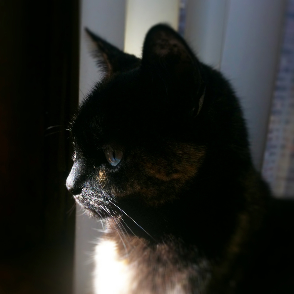 Tortoiseshell cat in the sun in the darkness beautiful cat Cia Maru