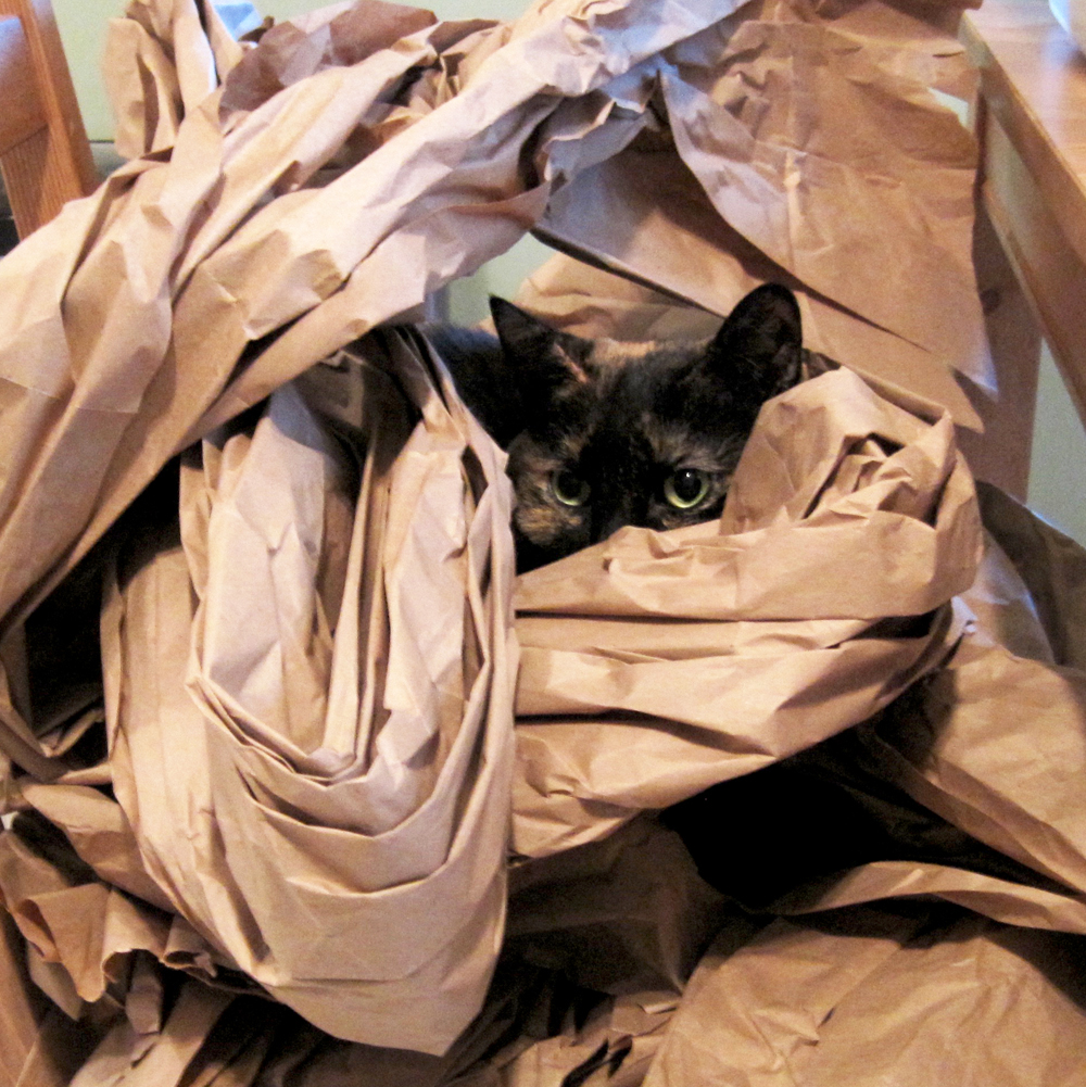 Tortoiseshell Cat playing in paper - Tortittude