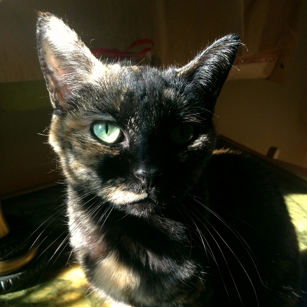 Tortie cat love - Tortoiseshell cat - tortitude