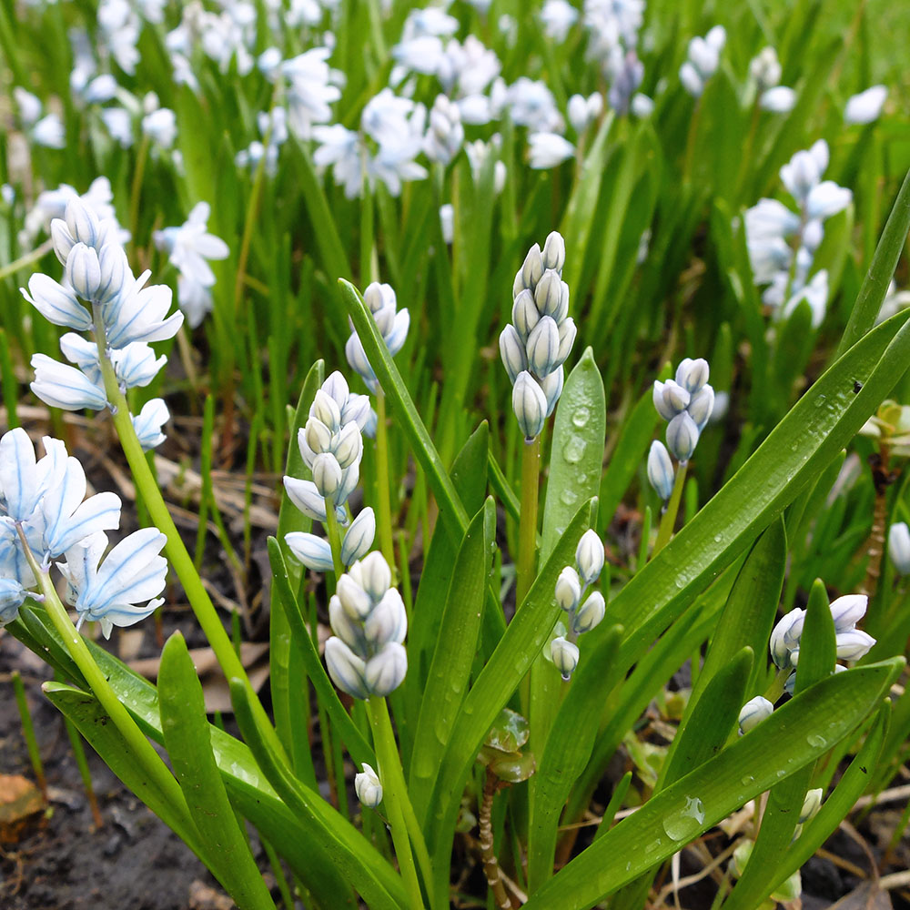Glory Of The Snow - Early Spring Blooms